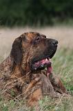 FILA BRASILEIRO 224